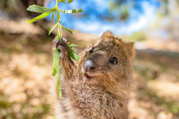 Best Places to See Quokkas on Rottnest Island