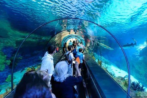 Seaworld Marine Park Review: Dive into Aquatic Wonders | Aussie Traveler’s Experience