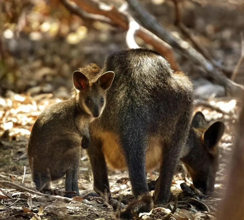 Black (or Swamp) Wallabies of the 12 Apostles Coast