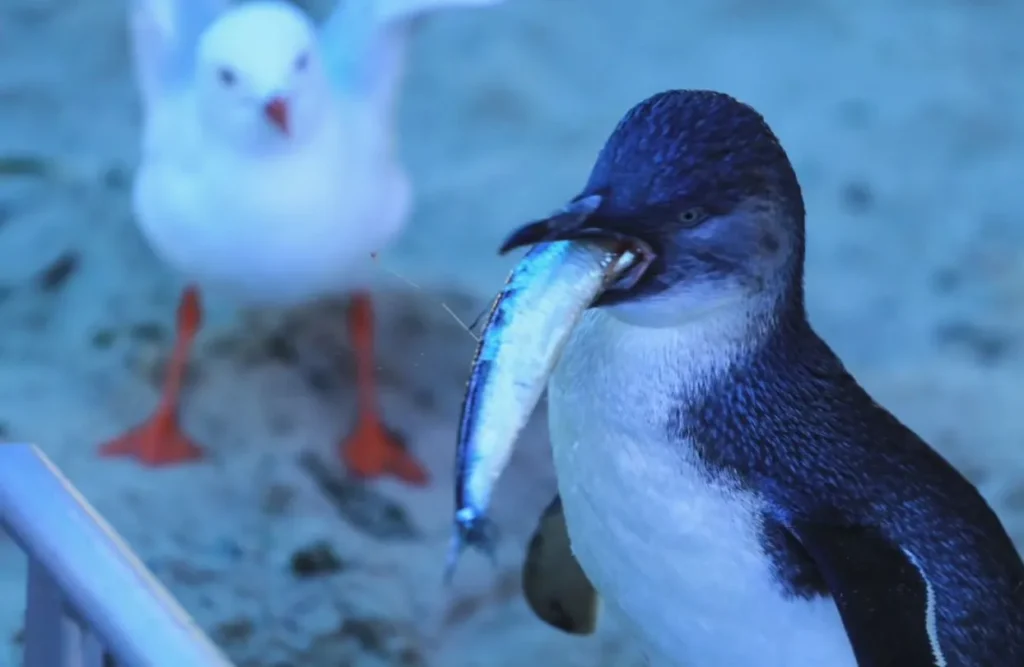 See Fairy Penguins if You Hang Around Until Dusk