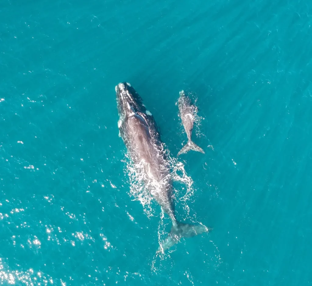 Southern Right Whales around the 12 Apostles Coast